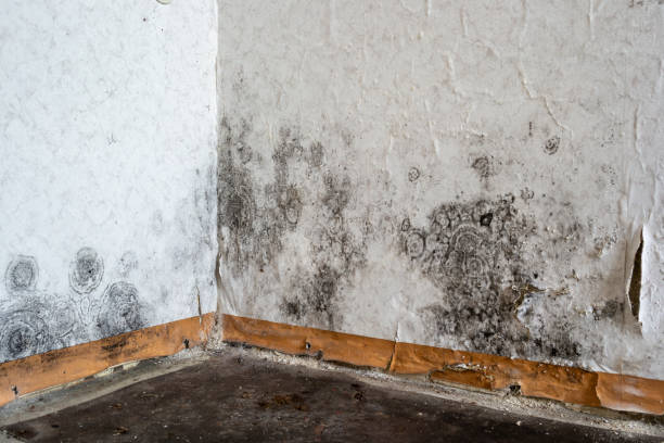 Best Emergency Mold Removal  in Mount Dora, FL